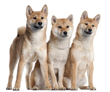 Üç shiba Inu yavru, 6 ay yaşlı, beyaz arka plan