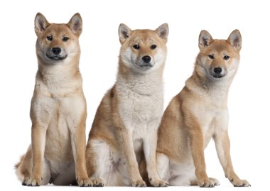 Üç shiba Inu yavru, 6 ay yaşlı, beyaz arka plan