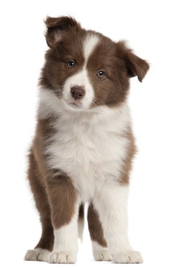 Border Collie puppy, 8 weeks old, sitting in front of white background clipart