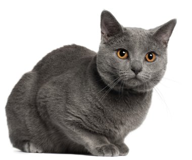 Chartreux kedi, 10 ay yaşlı, beyaz arka plan