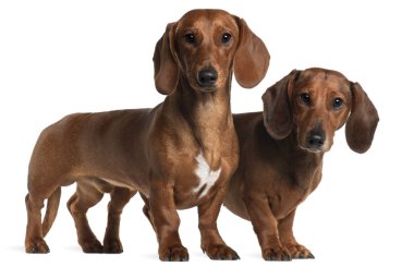 Dachshunds, 4 years old and 7 months old, standing in front of white background clipart