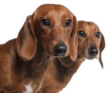 Close-up of Dachshunds, 4 years old and 7 months old, in front of white background clipart