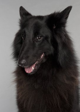 Close-up of Belgian Shepherd Dog, Groenendael, 3 years old, in front of grey background clipart