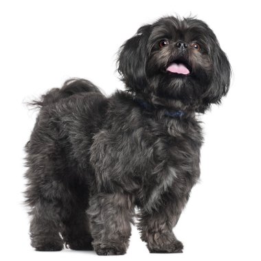 Lhasa Apso, 3 years old, standing in front of white background clipart