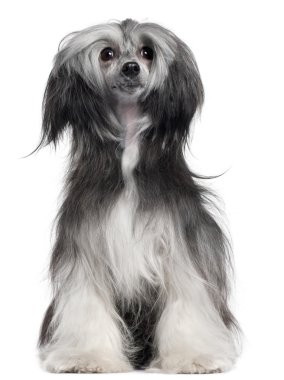 Çince Tepeli Köpek, 15 ay yaşlı, beyaz arka plan önünde Rüzgar saçlı