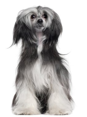 Chinese Crested Dog, 15 months old, with hair in the wind in front of white background clipart