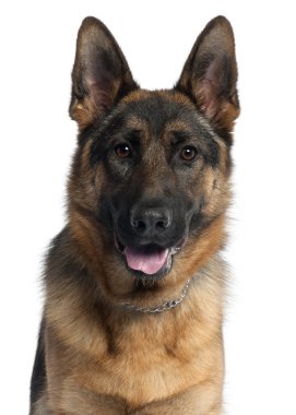 German Shepherd dog, 10 months old, sitting in front of white background clipart