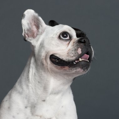 Close-up of French Bulldog, 9 years old, in front of grey background clipart