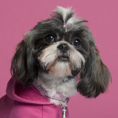 shih tzu bir close-up pembe, 2 yıl yaşlı, pembe bir arka plan