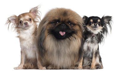 Two Chihuahuas, 3 years old and 10 months old, and a Pekingese, 2 years old, in front of white background