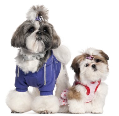 Shih Tzu's dressed up, 2 years old and 3 months old, in front of white background clipart