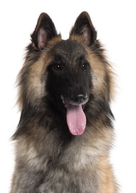 Belgian Shepherd, Tervuren, 10 months old, sitting in front of white background clipart