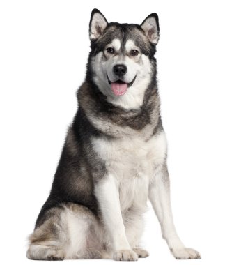 Alaskan Malamute, 2 years old, sitting in front of white background clipart