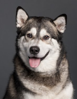 alaskan malamute, 2 yıl eski, gri arka plan yakın çekim