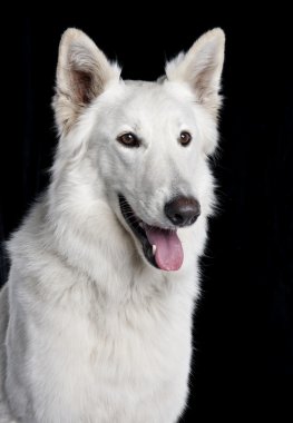 Close-up of Berger Blanc Suisse, 2 years old, in front of black background clipart