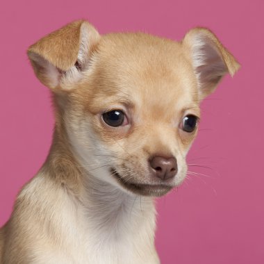 chihuahua köpek yavrusu, 2 ay yaşlı, pembe bir arka plan yakın çekim