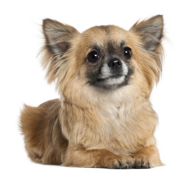 Chihuahua, 3 years old, lying in front of white background clipart