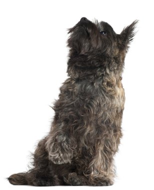 Cairn terrier, 8 ay yaşlı, oturma ve beyaz arka plan arıyorsunuz