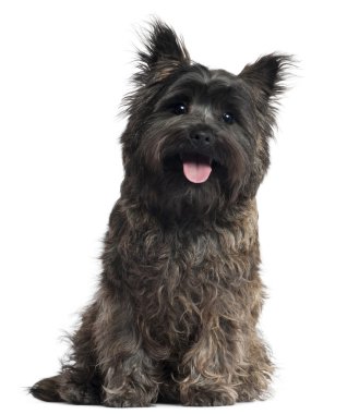 Cairn Terrier, 8 months old, sitting in front of white background clipart