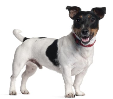 jack russell terrier-1 yaşında, beyaz arka plan duran