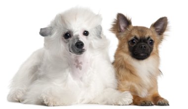 Beyaz arka plan yalan chihuahua, 1 yaşında ve Çin Tepeli Köpek, 1 yaşında,