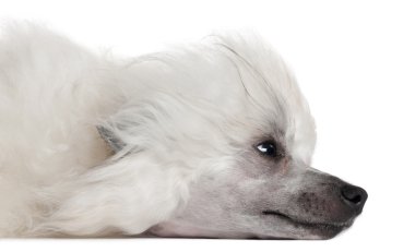 Chinese Crested Dog, 1 year old, lying in front of white background clipart