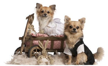 Chihuahua çift, 2 yıl yaşlı, köpek yatağı wagon beyaz arka plan önünde pelüş hayvanlar birlikte oturuyor ve giyinmiş