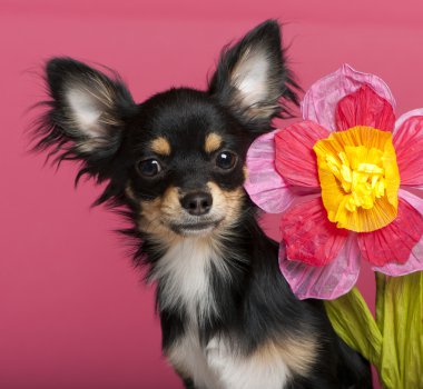 çiçek, 6 ay yaşlı, pembe bir arka plan ile chihuahua köpek yavrusu Close-Up