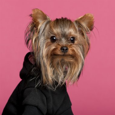 Close-up of Yorkshire Terrier wearing black sweatshirt hoodie, 1 year old, in front of pink background clipart