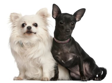 Chihuahuas, 8 years old and 7 months old, sitting in front of w clipart