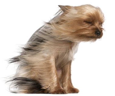 Yorkshire Terrier, 1 year old, sitting in front of white background clipart