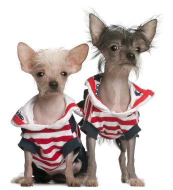 Chinese Crested puppy, 4 months old, and Chinese Crested Dog, 4 years old, dressed in red white and blue in front of white background clipart