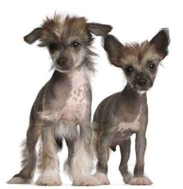 Chinese Crested Dog puppies, 2 months old, standing in front of white background clipart