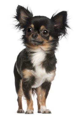 Chihuahua, 2 yıl yaşlı, beyaz arka plan duran