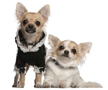 Chihuahua, 3 yaşında ve chihuahua köpek yavrusu, 6 ay yaşlı, beyaz arka plan giyinmiş