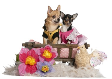 Chihuahuas, 5 years old and 3 years old, dressed up and sitting in dog bed wagon in front of white background clipart