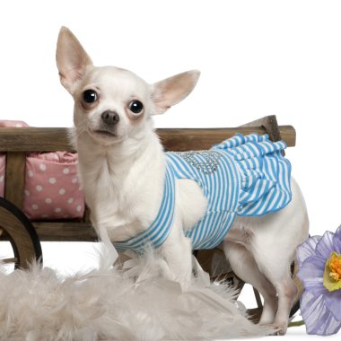 Chihuahua, 1 year old, wearing blue striped dress and standing in front of dog bed wagon and white background clipart