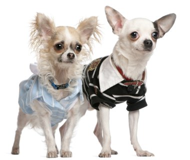 Chihuahua, 1 year old, wearing blue striped dress and standing in front of dog bed wagon and white background clipart