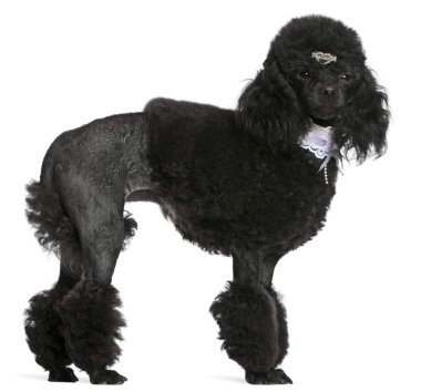 Black groomed Poodle, 2 years old, standing in front of white background clipart