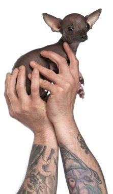 Man with tattoos on arms holding Chihuahua puppy, 6 months old, in front of white background clipart