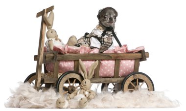 Three Chihuahuas, 6 and 7 months old, with dog bed wagon and Easter stuffed animals in front of white background clipart