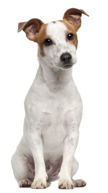 jack Russell terrier, 10 ay yaşlı, beyaz arka plan oturan