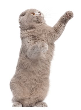 Close-up of Scottish Fold cat, 9 and a half months old, in front of white background clipart