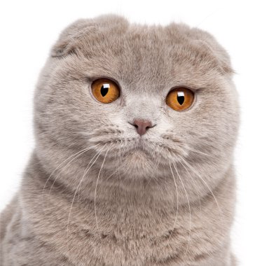 Close-up of Scottish Fold cat, 9 and a half months old, in front of white background clipart