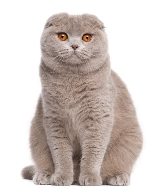 Scottish Fold cat, 9 and a half months old, sitting in front of white background clipart