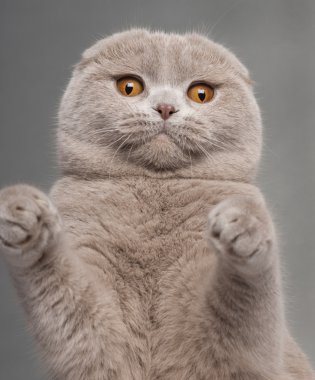 Scottish Fold cat, 9 and a half months old, sitting in front of white background clipart