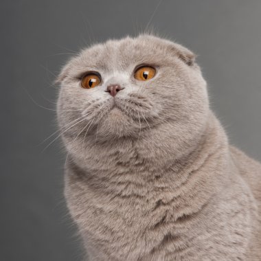 Scottish Fold cat, 9 and a half months old, sitting in front of white background clipart