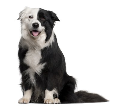 Border Collie, 8 and a half years old, sitting in front of white clipart