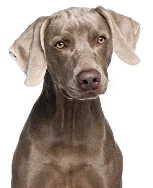 Close-up of Weimaraner, 12 months old, in front of white background clipart