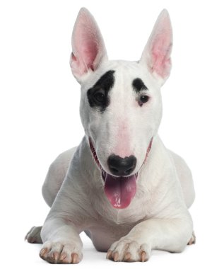 Bull Terrier puppy, 6 months old, lying in front of white background clipart